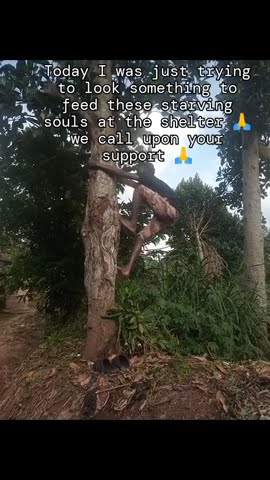 Donation Link In Bio Please Consider Donate Any Amount Helps No Matter