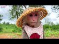 Farmer BiBi harvest fruit to make ice cream