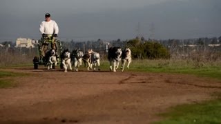 Californian dogs take lead in urban mushing