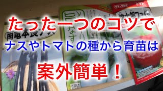 【家庭菜園】ナスやトマトの種からの育苗はちょっとしたコツで案外簡単です。美味しい夏野菜を自分で育てましょう！ 20230304