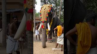 Gajaveeranmar at Thamaramkulangara Sree Dharmasastha Temple #elephant #festival