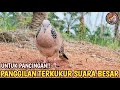 SUARA PANGGILAN TERKUKUR SUARA BESAR PALING DICARI