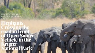 Elephant herd crossing the road, noy happy with Open Safari Vehicle and Wild Dogs.