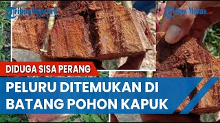 Puluhan Peluru Ditemukan di Batang Pohon Kapuk, Diduga Sisa Perang Melawan Belanda di Toba