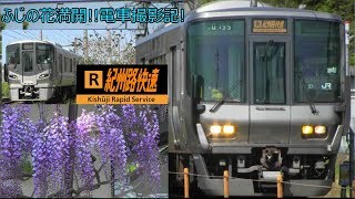 【JR西日本】阪和線/列車撮影記 泉南市ふじの花満開!!祭り.2019年4月20日@和泉砂川駅~新家駅