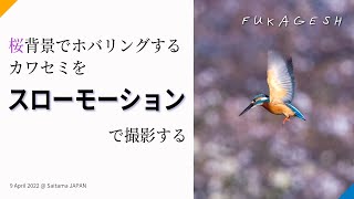 桜背景でカワセミのホバリング～2022年4月9日撮影