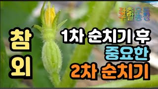 참외재배2))👉참외 2차 순치기 👉바닥에서 키우기와 👉지주대에서 키우기의 차이를 비교 6/18