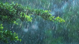 24 Hours Rain & Thunder | Rainstorm Sounds for Sleep, Studying or Relaxation | Nature White Noise