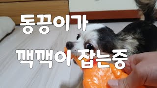 우리집강아지 끙이 깩깩이랑  노는중 같이 놀아주는것도 힘드네요