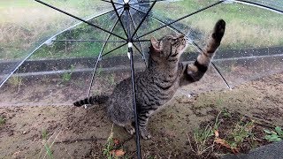 雨の中、傘で雨宿り猫さん【地域猫】【野良猫】