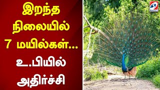 இறந்த நிலையில் 7 மயில்கள்...  உ.பியில் அதிர்ச்சி