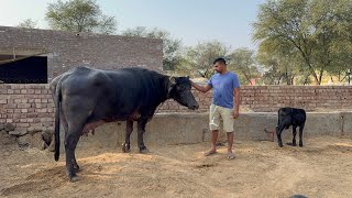 Daughter of Dhanna 😍😍 माँ से काफ़ी ज़्यादा दूध देने वाली कट्टी 😍😍 HSB Bull - Dhanna