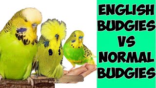 English Budgie \u0026 NORMAL Budgie Difference  |  What You Need to Know Before Getting a Budgie !!