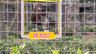 上野動物園 2022年3月23日 オカピ IUCNレッドリストカテゴリー：絶滅危惧IB類 (EN)