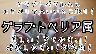 【多肉植物・グラプトベリアは神多肉】グラプトとエケベリアのいいとこ取り！丈夫で育てやすくて増やしやすくて可愛い！集めた15品種を紹介します