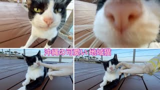 沖縄の可愛い地域猫。さくらねこ、ニコちゃん。