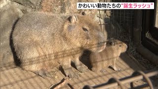 かわいい動物たち　誕生ラッシュ（静岡県）