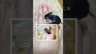 ハツカネズミの子供(子チュチュ)(//∇//) cute mouse♪