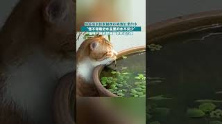 猫猫我能有什么坏心思呢#萌猫趣事 #猫咪 #养猫人 #猫咪的迷惑行为 #有趣的动物   #萌宠