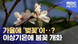 단풍철에 핀 '벚꽃'‥ 오락가락 날씨 탓? (2024.09.27/뉴스데스크/대전MBC)