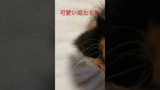 40歳独身女が…#shorts #独身女性 #アラフォー #猫#ねこ動画