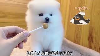 发情12天的灰泰迪犬来借配，一见面就迫不及待的玩，一刻也不等