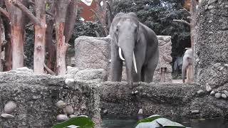 水を飲むアジアゾウのオス　Asian elephant 2019 1204