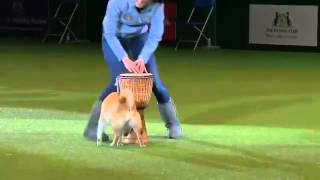 Crufts Factor - Crufts 2012  (Winner : Shiba Inu)