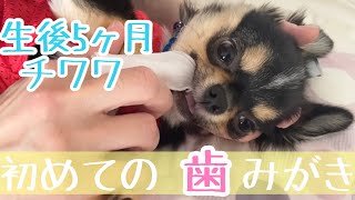 【チワワ】初めての指サックで歯磨き出来るかな【生後5ヶ月】【子犬】