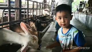 餵動物 小羊 喝奶 Feed Animals