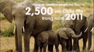 Hãy bảo vệ Động vật hoang dã - Dự thi Chuyển động mùa hè 2015