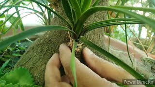 Ponytail Palm- Harvesting of baby from caudex//Propagation shown with uodate