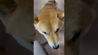 目で会話ができるようになりました。笑笑　#柴犬