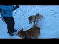 新雪に包まれたカナダの森で大はしゃぎな柴犬たちが可愛すぎる【4k】カナダ海外生活