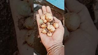 சொதப்பிய உருளைக்கிழங்கு அறுவடை Worst Potato Harvest | #harvesting #homegarden #potatoharvest