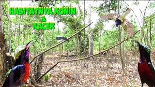 PIKAT KACER DI KEBUN SENGON LOKASINYA BURUNG BURUNG KONIN