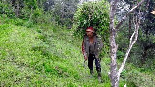 jungle man cutting grass for cows @junglefamilycooking