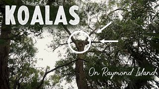 Spotting KOALAS on Raymond Island - Victoria