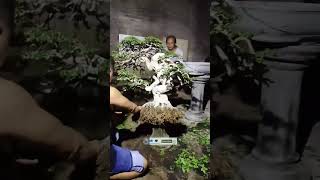 BONSAI SANCANG PROSES REPOTIN #bonsai #bonsaisancang #bonsaitree #shorts #trending #shortvideo #