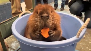 【鳥羽水族館】アメリカビーバー、シーポン君のバレンタイン/白熱のびーばーじゃんけん/American beaver