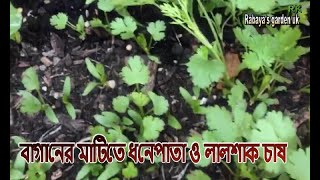 বাগানের মাটিতে ধনেপাতা ও লালশাক চাষ/Rabaya's garden uk/ধনেপাতা ও লালশাক চাষ