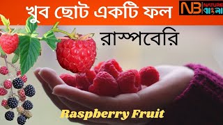 আজ জানব খুব ছোট একটি ফল রাস্পবেরি (Raspberry Fruit) সম্পর্কে।