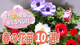 まだ寒い時期に揃えるべし！！春の花苗10選！