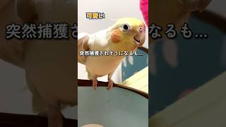 オカメインコのおしゃべり。突然捕獲されそうになるパセリ。Chatting cockatiel. #Shorts