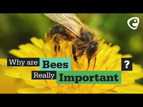Why are bees important? Why are bees important?