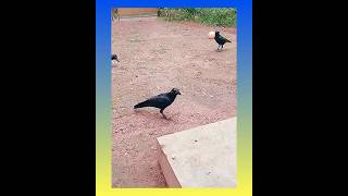 വാ ചേട്ടാ വന്നു കഴിക്കൂ 🤣🤣#funny crow