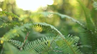 Sleep Sounds - Belize Jungle at Night - 10 hours