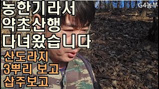 농한기라서 약초산행 산도라지3뿌리캐고 삽주 조금 캐고 왔습니다