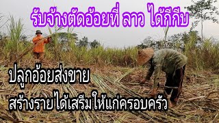 รับจ้างตัดอ้อยที่ ลาว​ ได้จักกีบ_ຮັບຈ້າງຕັດອ້ອຍ#บ่าวลาวอินดื้@กินไปคุยไปตามสไตล์คนอีสาน