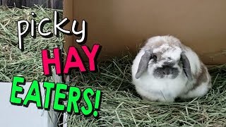 Hay Update - My Bunnies are SO PICKY!